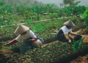 Astra Dukung Pemberdayaan Ekonomi Desa Petani Kopi Garut