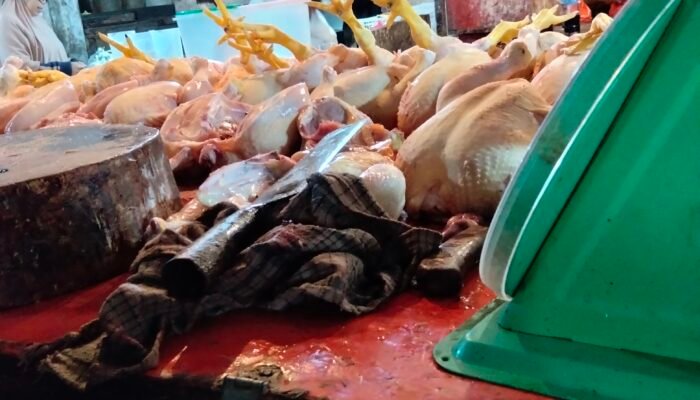 Menjelang Nataru 2025 Harga Ayam Potong Stabil