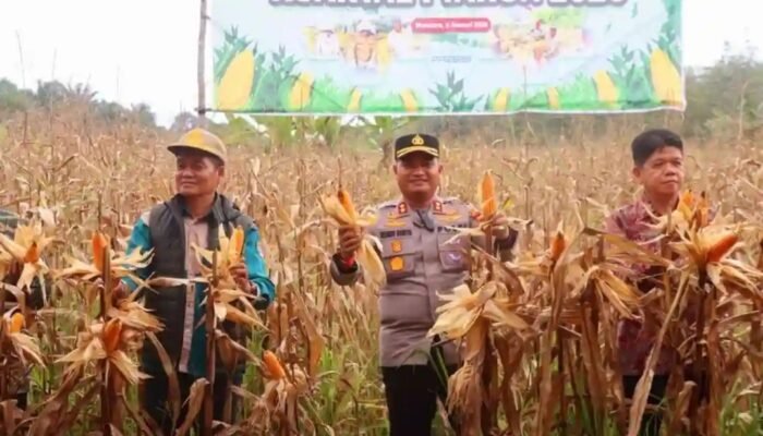 Kapolres Musi Rawas Utara Panen Raya Jagung Serentak Kuartal I Tahun 2026