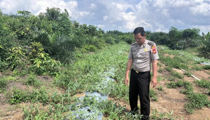 Hari Libur. Dukung Ketahanan Pangan, Sat Binmas Polres Musi Rawas Utara Cek Tanaman Semangka.