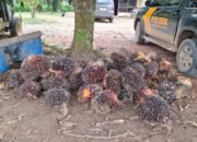 Curi Buah Sawit, Dikerangkeng Unit Reskrim Polsek BTS Ulu