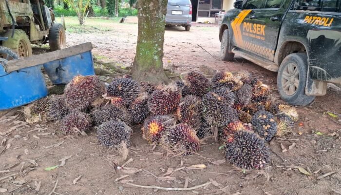Curi Buah Sawit, Dikerangkeng Unit Reskrim Polsek BTS Ulu