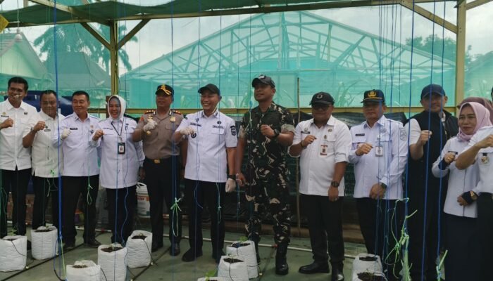Dukung Ketahanan Pangan. Wali Kota Lubuklinggau Tanam Jagung Dilahan 50 Hektar
