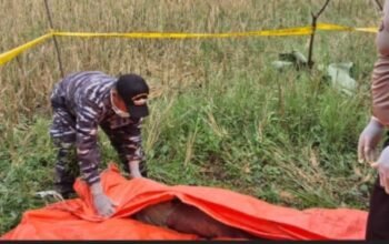 Mayat Perempuan Tanpa Identitas Ditemukan di Pinggir Sawah Desa Merah Mata Banyuasin