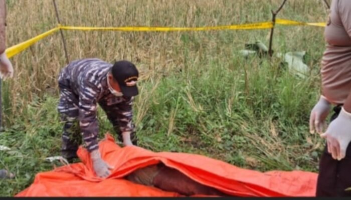 Mayat Perempuan Tanpa Identitas Ditemukan di Pinggir Sawah Desa Merah Mata Banyuasin