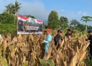 Dukung Ketahanan Pangan Nasional, Batalyon B Pelopor Panen Jagung Bersama Petani Lokal di Musi Rawas