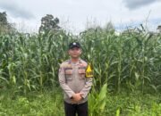 Bhabin Polsek Rawas Ulu, Cek Tanaman Jagung Kelompok Tani Ulak Pasar