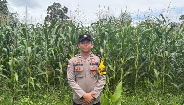 Bhabin Polsek Rawas Ulu, Cek Tanaman Jagung Kelompok Tani Ulak Pasar