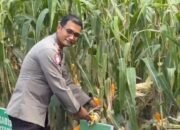 Dukung Swasembada Pangan 2026. Polres Musi Rawas Utara Gelar Panen Raya Jagung Serentak Kuartal II