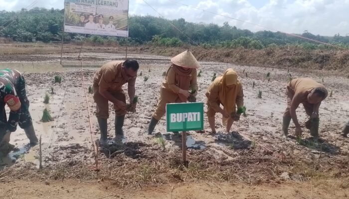 Hadapi El-Nino. DInas Pertanian Musi Rawas Utara Canangkan Gerakan Tanam Serentak