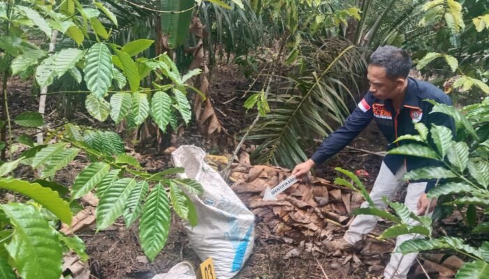 Satu Dari Dua Pelaku Pembunuhan Di Kebun Kopi di Oku Selatan Diamankan Polres Oku Selatan