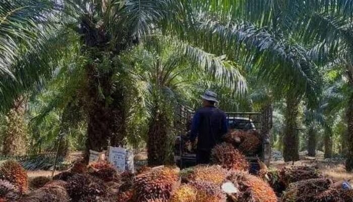 Bupati Musi Rawas Utara Panggil, Pengusaha Kelapa Sawit, dan Pemilik PKS