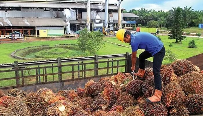 Tiga Perusahaan Ikut Harga Beli Kelapa Sawit Pemerintah, Bupati Musi Rawas Utara Minta Pabrik Lainnya Sama