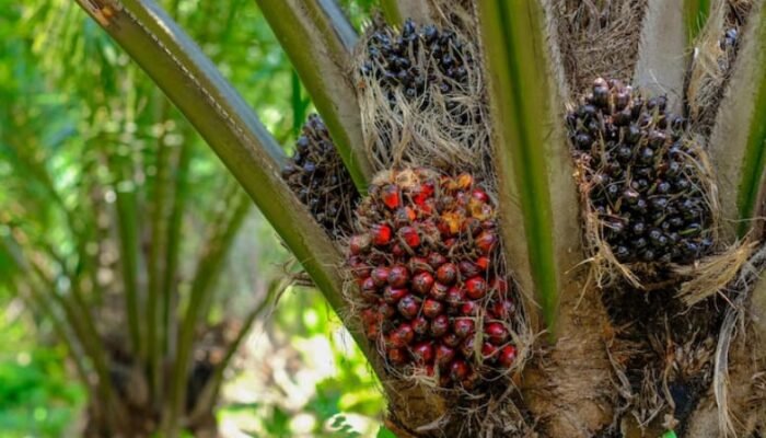 Harga TBS Kelapa Sawit Di Musi Rawas Utara Berangsur Naik