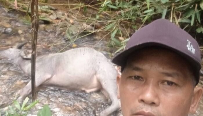 Warga Desa Kuto Tanjung Musi Rawas Utara Resah 13 Ekor Kerbau Diterkam Harimau
