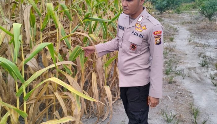 Dukung Ketahanan Pangan Nasional. Polsek Karang Dapo Cek Lahan Jagung Poktan Suban Jaya.