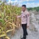Dukung Ketahanan Pangan Nasional. Polsek Karang Dapo Cek Lahan Jagung Poktan Suban Jaya.
