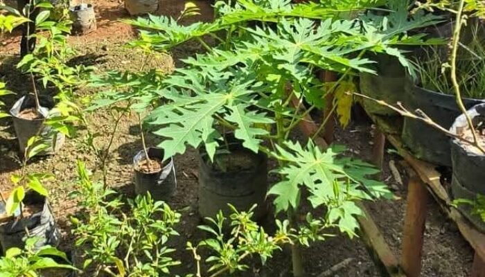 Bupati Musi Rawas Utara Ajak Masyarakat Bangun Ketahanan Pangan Di Rumah