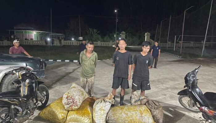 Sempat Lawan Pakai Sajam. Tiga Pelaku Curas Sawit Diamankan Polsek Nibung