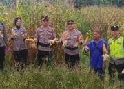 PJU Polres Musi Rawas Utara Panen Jagung