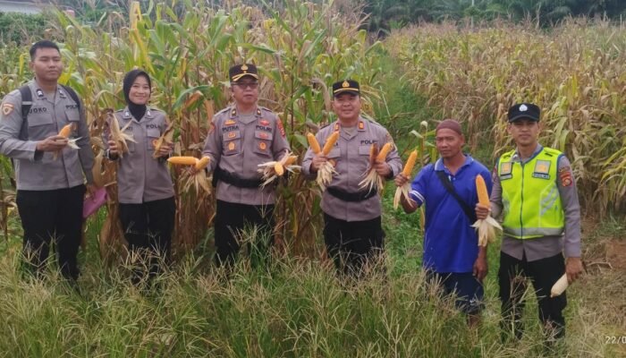 PJU Polres Musi Rawas Utara Panen Jagung
