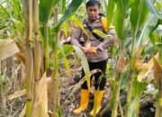 Polsek Karang Dapo Panen Jagung 1,5 Ton di Lahan Binaan Desa Setia Marga