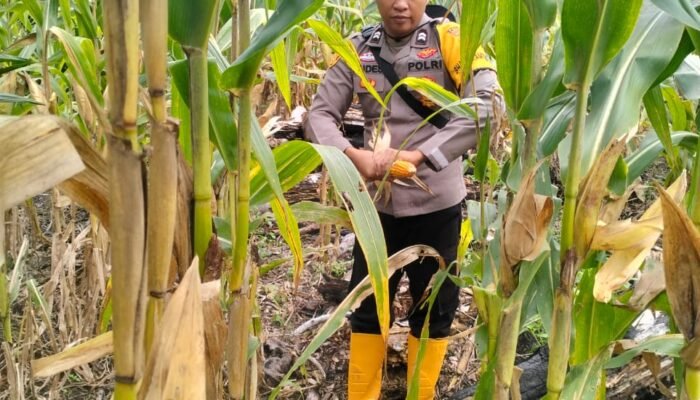 Polsek Karang Dapo Panen Jagung 1,5 Ton di Lahan Binaan Desa Setia Marga