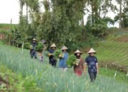 PT Astra International Tbk: Dari Rumah Koran di Desa Sejahtera Astra Kanreapia Menjadi Sentra Sayuran di Sulawesi Selatan