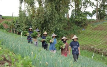 PT Astra International Tbk: Dari Rumah Koran di Desa Sejahtera Astra Kanreapia Menjadi Sentra Sayuran di Sulawesi Selatan