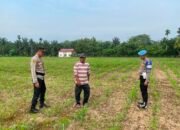 Kapolsek Rupit Tinjau Lahan Jagung Binaan, Dukung Program Ketahanan Pangan di Desa Batu Gajah