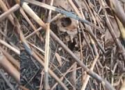 Kerangka Diduga Manusia Ditemukan di Lahan Terbakar