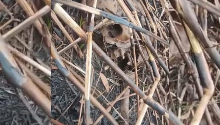 Kerangka Diduga Manusia Ditemukan di Lahan Terbakar